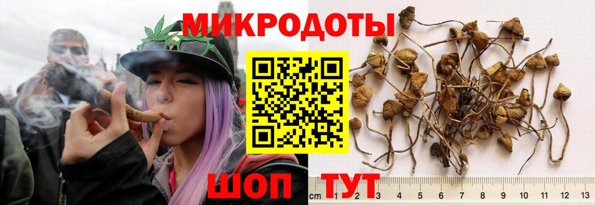 Галлюциногенные грибы Cubensis Пермь